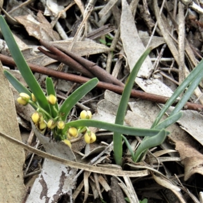 Lomandra filiformis (Wattle Mat-rush) at Mount Majura - 13 Apr 2020 by Sarah2019