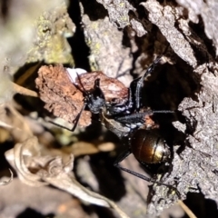 Polyrhachis ammon (Golden-spined Ant, Golden Ant) at P11 - 12 Apr 2020 by Kurt