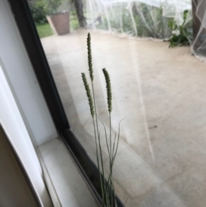 Setaria sp. at Majors Creek, NSW - 13 Apr 2020