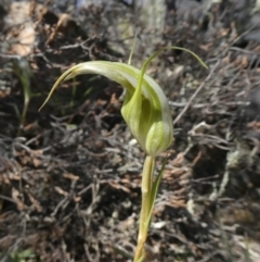 Diplodium ampliatum (Large Autumn Greenhood) at Theodore, ACT - 12 Apr 2020 by Owen