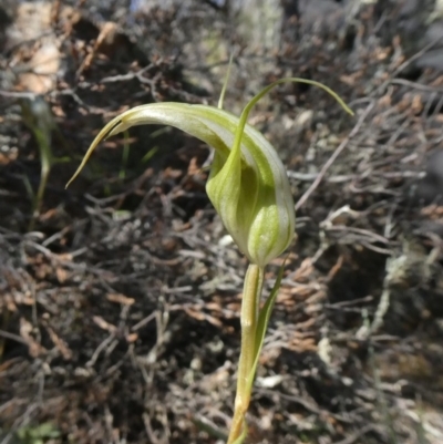 Diplodium ampliatum (Large Autumn Greenhood) at Melrose - 12 Apr 2020 by Owen