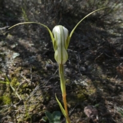 Diplodium ampliatum at Theodore, ACT - 12 Apr 2020