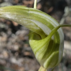 Diplodium ampliatum at Theodore, ACT - suppressed