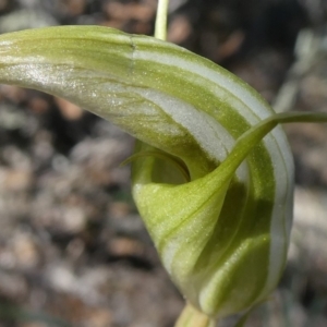 Diplodium ampliatum at Theodore, ACT - suppressed