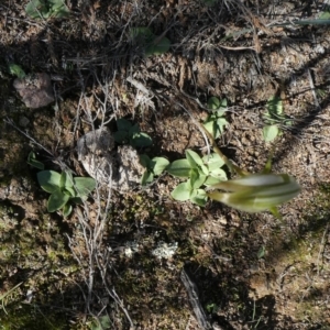 Diplodium ampliatum at Theodore, ACT - suppressed