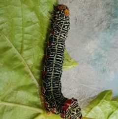 Phalaenoides glycinae (Grapevine Moth) at Watson, ACT - 13 Apr 2020 by MAX