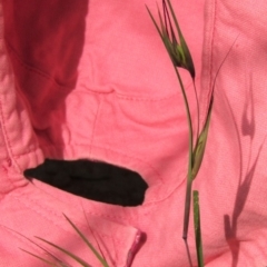 Themeda triandra (Kangaroo Grass) at Hackett, ACT - 13 Apr 2020 by Sarah2019