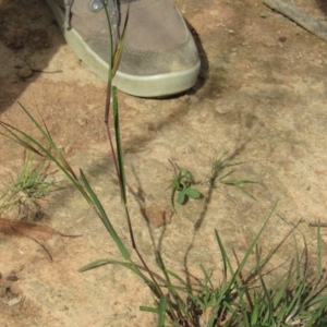 Themeda triandra at Hackett, ACT - 13 Apr 2020