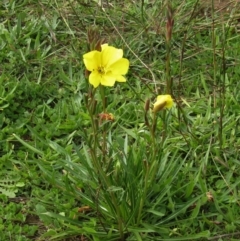 Oenothera stricta subsp. stricta (Common Evening Primrose) at Watson, ACT - 13 Apr 2020 by Sarah2019