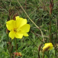 Oenothera stricta subsp. stricta at Watson, ACT - 13 Apr 2020