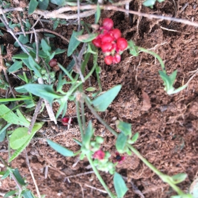 Einadia nutans subsp. nutans (Climbing Saltbush) at Hughes, ACT - 13 Apr 2020 by KL