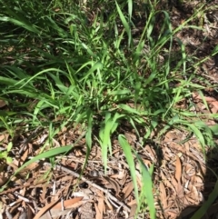 Ehrharta erecta (Panic Veldtgrass) at Woodstock, NSW - 12 Apr 2020 by Evelynm