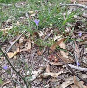 Wahlenbergia sp. at Hughes, ACT - 13 Apr 2020 02:14 PM