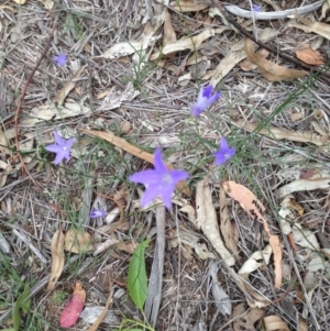 Wahlenbergia sp. at Hughes, ACT - 13 Apr 2020 02:14 PM