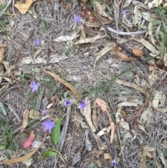 Wahlenbergia sp. at Hughes, ACT - 13 Apr 2020 02:14 PM