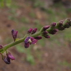 Oxytes brachypoda (Large Tick-trefoil) at Cook, ACT - 7 Apr 2020 by pinnaCLE