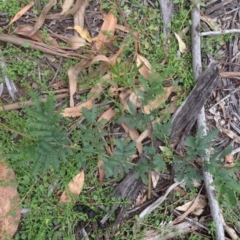 Acacia dealbata at Hughes, ACT - 13 Apr 2020 02:17 PM