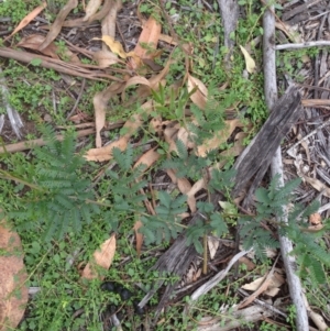 Acacia dealbata at Hughes, ACT - 13 Apr 2020