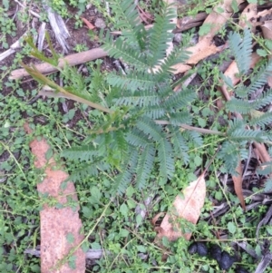 Acacia dealbata at Hughes, ACT - 13 Apr 2020 02:17 PM