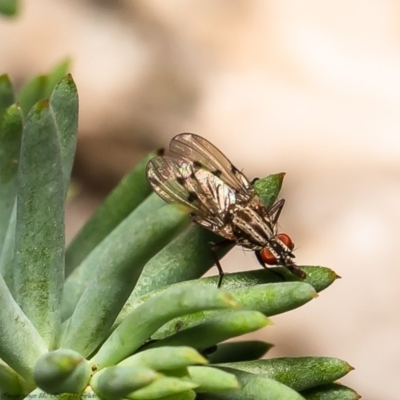 Anthomyia punctipennis at Macgregor, ACT - 13 Apr 2020 by Roger