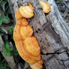 Trametes coccinea (Scarlet Bracket) at Carwoola, NSW - 13 Apr 2020 by Zoed