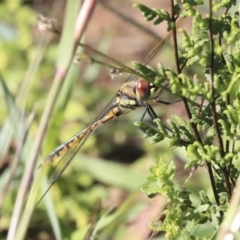 Hemicordulia tau (Tau Emerald) at Hawker, ACT - 7 Apr 2020 by AlisonMilton