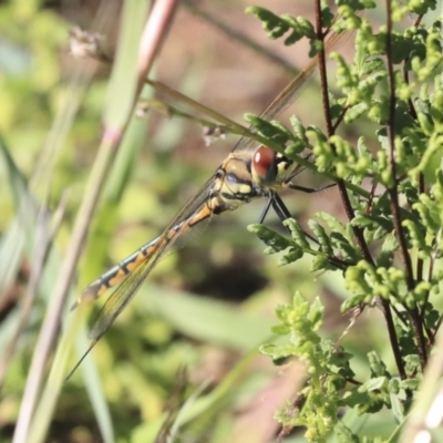 Hemicordulia tau (Tau Emerald) at Hawker, ACT - 7 Apr 2020 by AlisonMilton