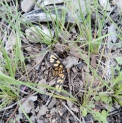 Amata (genus) (Handmaiden Moth) at Carwoola, NSW - 13 Apr 2020 by Zoed