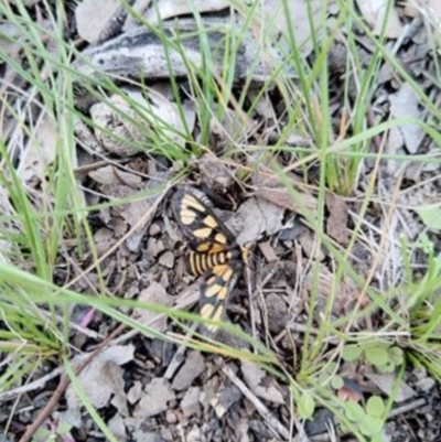 Amata (genus) (Handmaiden Moth) at Carwoola, NSW - 13 Apr 2020 by Zoed