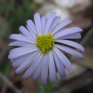 Brachyscome rigidula at Hackett, ACT - 13 Apr 2020