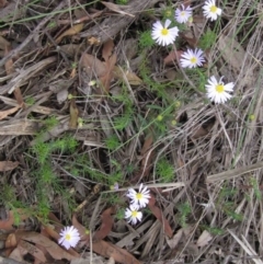 Brachyscome rigidula at Hackett, ACT - 13 Apr 2020