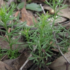 Brachyscome rigidula at Hackett, ACT - 13 Apr 2020