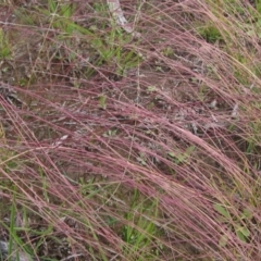 Tripogonella loliiformis (Five Minute Grass, Rye Beetle-Grass) at Hackett, ACT - 13 Apr 2020 by pinnaCLE