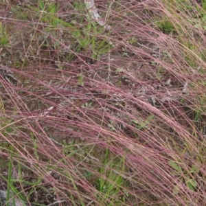 Tripogonella loliiformis at Hackett, ACT - 13 Apr 2020