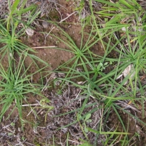 Arthropodium fimbriatum at Molonglo Valley, ACT - 13 Apr 2020