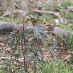 Brachychiton populneus subsp. populneus (Kurrajong) at The Pinnacle - 7 Apr 2020 by AlisonMilton