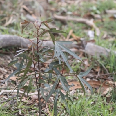 Brachychiton populneus subsp. populneus (Kurrajong) at Dunlop, ACT - 7 Apr 2020 by AlisonMilton