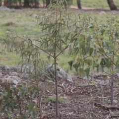 Brachychiton populneus subsp. populneus (Kurrajong) at Dunlop, ACT - 7 Apr 2020 by AlisonMilton