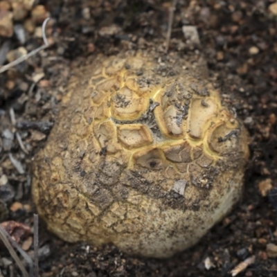 Scleroderma sp. (Scleroderma) at Hawker, ACT - 7 Apr 2020 by Alison Milton