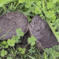 Calvatia cyathiformis at The Pinnacle - 7 Apr 2020 by AlisonMilton