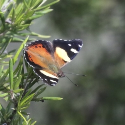 Vanessa itea (Yellow Admiral) at Hawker, ACT - 7 Apr 2020 by AlisonMilton