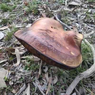 Phlebopus marginatus (Giant Bolete) at Carwoola, NSW - 13 Apr 2020 by Zoed