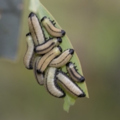 Paropsisterna cloelia (Eucalyptus variegated beetle) at Dunlop, ACT - 7 Apr 2020 by AlisonMilton