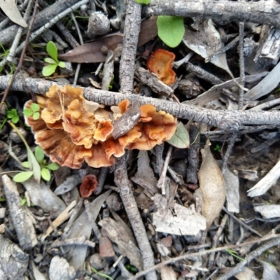 Podoscypha petalodes at Stony Creek Nature Reserve - 13 Apr 2020 by Zoed