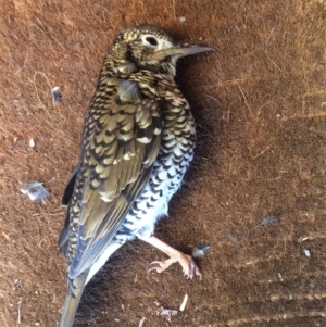 Zoothera lunulata at Cook, ACT - 13 Apr 2020