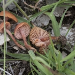 Laccaria sp. (Laccaria) at Dunlop, ACT - 7 Apr 2020 by AlisonMilton