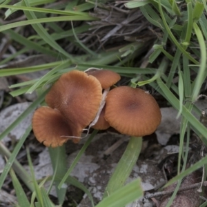 Laccaria sp. at Dunlop, ACT - 7 Apr 2020