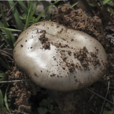 zz agaric (stem; gills white/cream) at The Pinnacle - 7 Apr 2020 by AlisonMilton