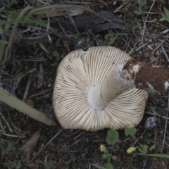 zz agaric (stem; gills white/cream) at Dunlop, ACT - 7 Apr 2020 12:47 PM