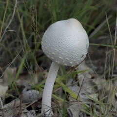 Macrolepiota dolichaula (Macrolepiota dolichaula) at The Pinnacle - 7 Apr 2020 by Alison Milton